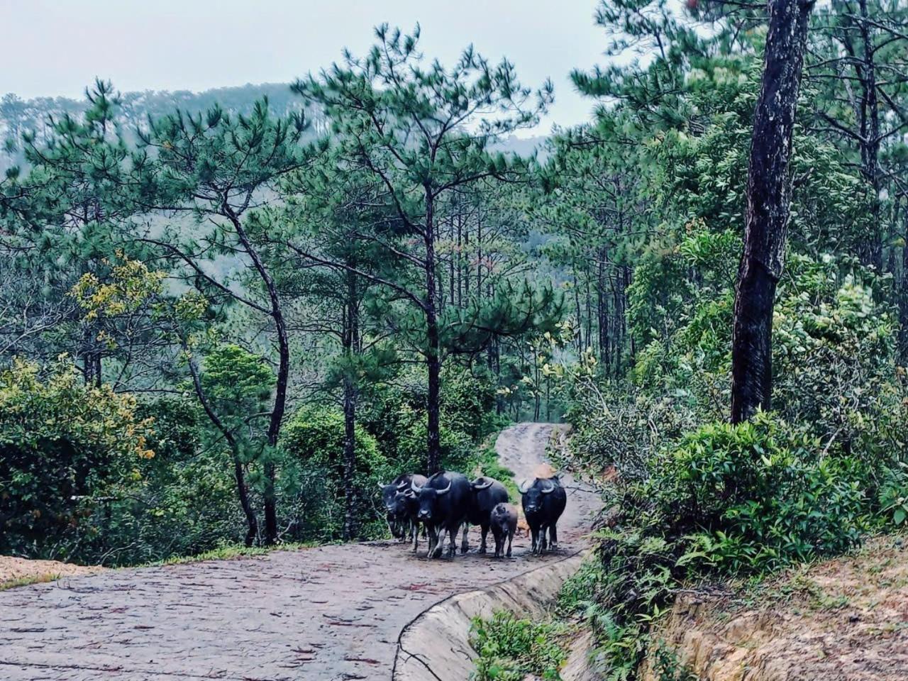 Homestay Niem T'Ri Mang Pen Kon Von Kla Экстерьер фото